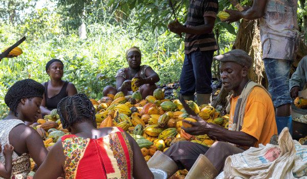 Akufo-Addo/Bawumia Government Stumble Ghanaian Cocoa Farmers; Disappointing Farm-Gate Price and Added More Difficulties - Mr Green