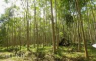 Deputy Lands Minister Appreciates Newmont Ghana For It's Forest Offset Restoration Project
