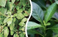 Health Benefits Of Scent Leave And Bitter Herb That You must know