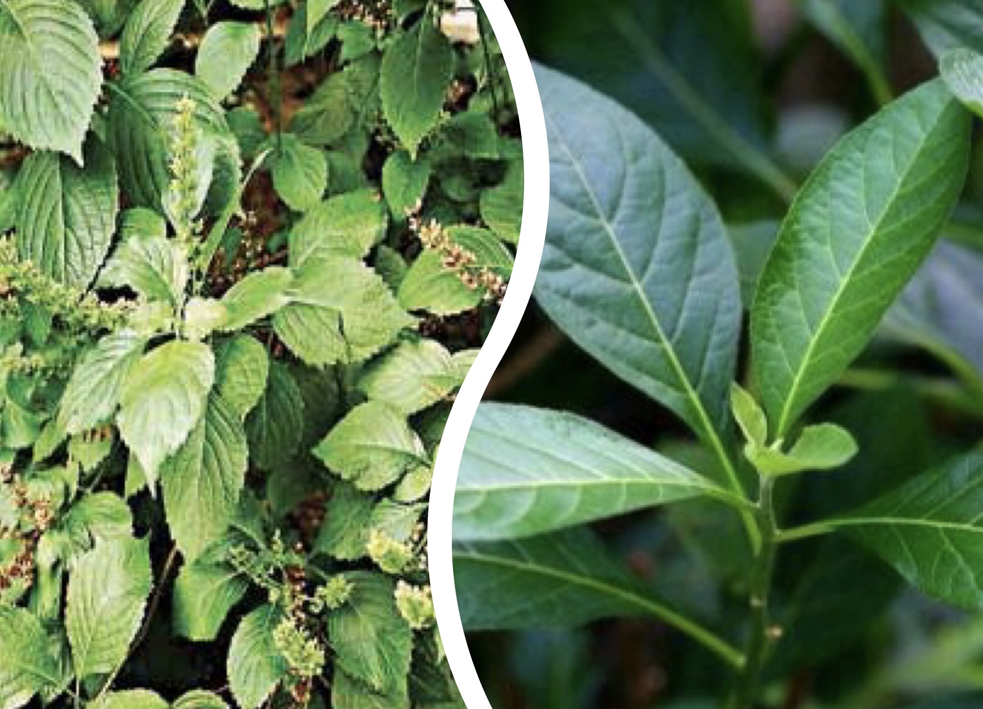 Health Benefits Of Scent Leave And Bitter Herb That You must know