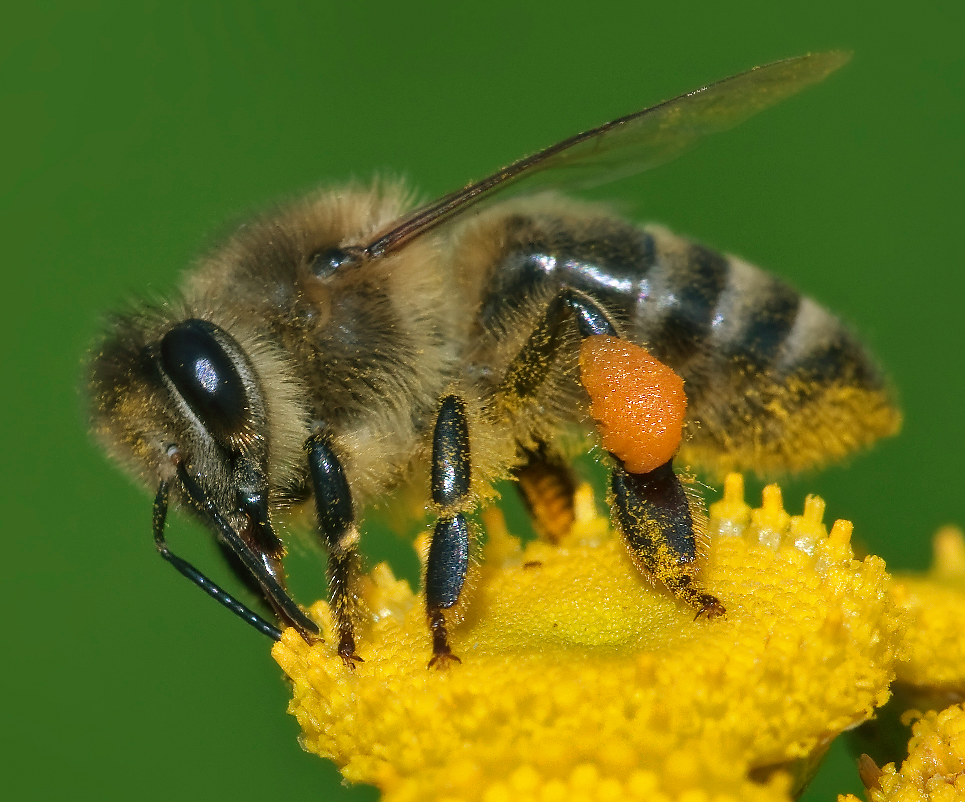 Koforidua: Bees Attack Kills 81 Year Old Woman