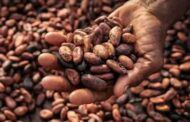 Ghana’s Cocoa Farmers Lament Low Earnings Amid High Prices