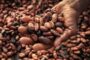 Ghana’s Cocoa Farmers Lament Low Earnings Amid High Prices