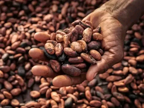 Cocobod Will Borrow Up To $1.5bn For 2024-25 Cocoa Purchases - Reuters