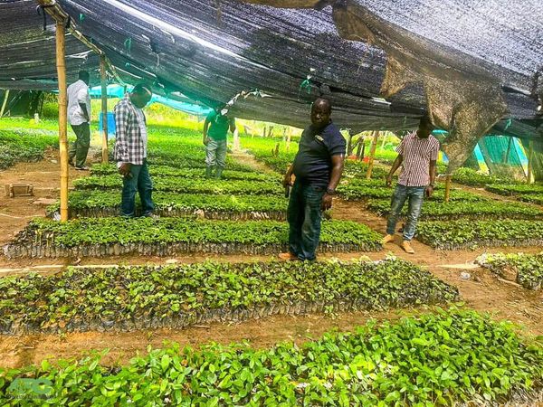 All Is Set For 2024 Green Ghana Day