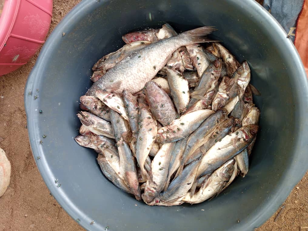 E/R: Women Arrested For Trading Damaged Fish At Nsawam Market