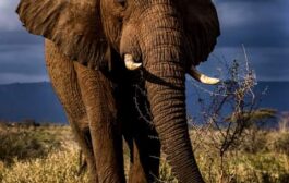 Zimbabwe To Cull Down 200 Elephants Due To Drought