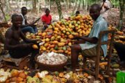 “Stop Blaming Farmers For Cocoa Smuggling” – Ghana Cocoa Farmers President Fires Back