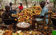 “Stop Blaming Farmers For Cocoa Smuggling” – Ghana Cocoa Farmers President Fires Back