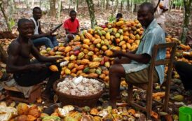 “Stop Blaming Farmers For Cocoa Smuggling” – Ghana Cocoa Farmers President Fires Back