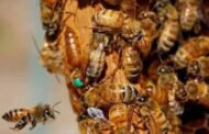 E/R: Bees Kill Woman In Her 80's, Another Lady Hospitalized At Effiduase