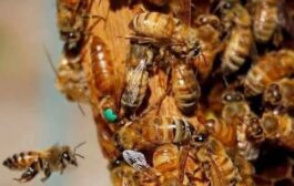 E/R: Bees Kill Woman In Her 80's, Another Lady Hospitalized At Effiduase