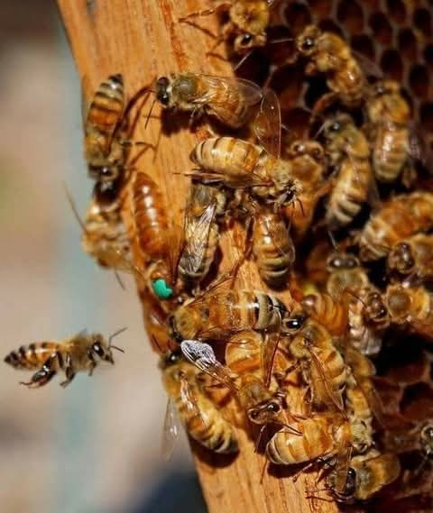 E/R: Bees Kill Woman In Her 80's, Another Lady Hospitalized At Effiduase