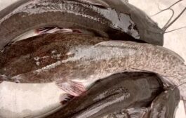 Bigwhisker Catfish Farm; Initiative Of An Undergraduate Student Sponsored By Joana Gyan Cudjoe
