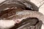 W/R: Amenfi Central MP Invests GhC100K In Catfish Farming Of A University Student