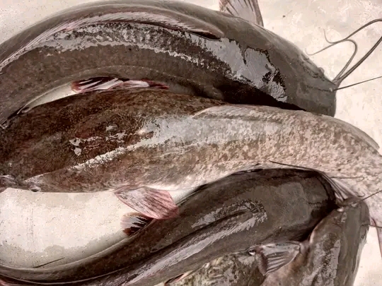 Bigwhisker Catfish Farm; Initiative Of An Undergraduate Student Sponsored By Joana Gyan Cudjoe