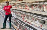 The NDC 'Nkoko Nketenkete' Policy Will Enhance Poultry Production - Poultry Farmer