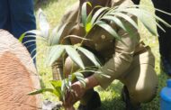 E/R: Samuel Adongo Participates In Tree For Life Initiative
