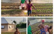 Amenfi Central: Women In Vegetable Farming Show Gratitude To Joana Gyan Cudjoe