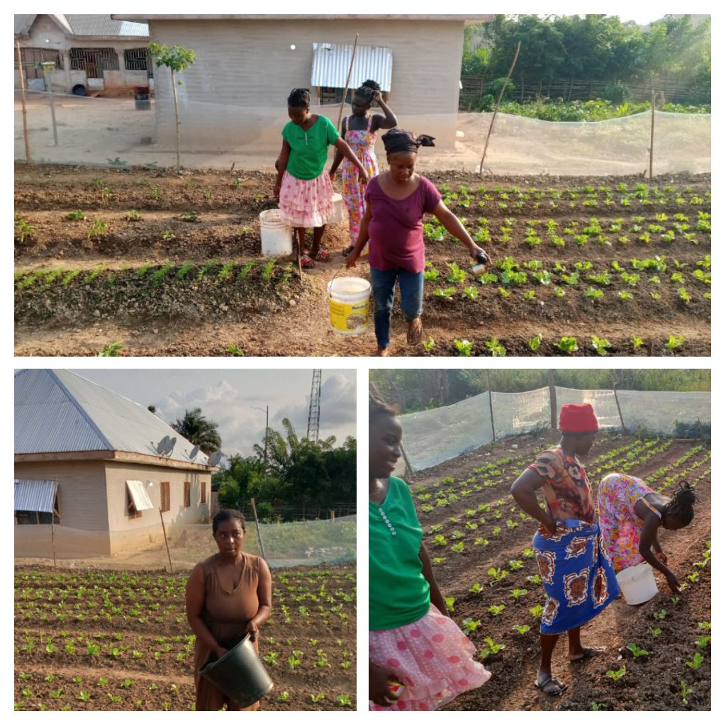 Amenfi Central: Women In Vegetable Farming Show Gratitude To Joana Gyan Cudjoe