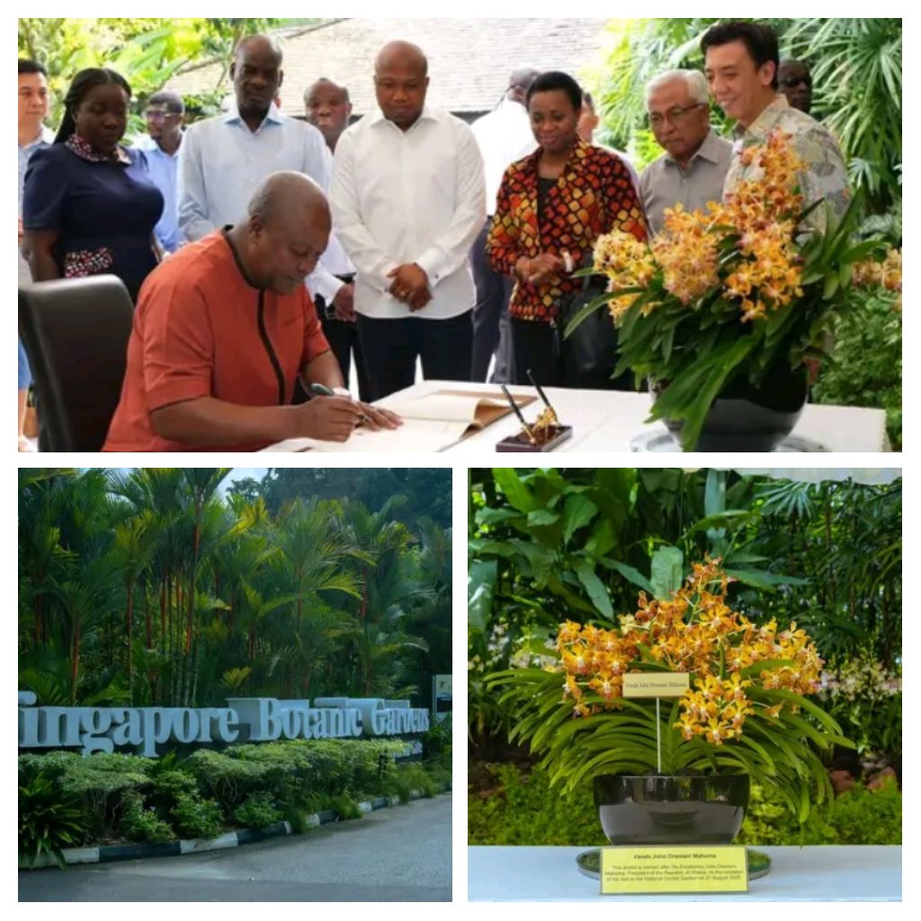 Vanda John Dramani Mahama - A Living Tribute In Singapore