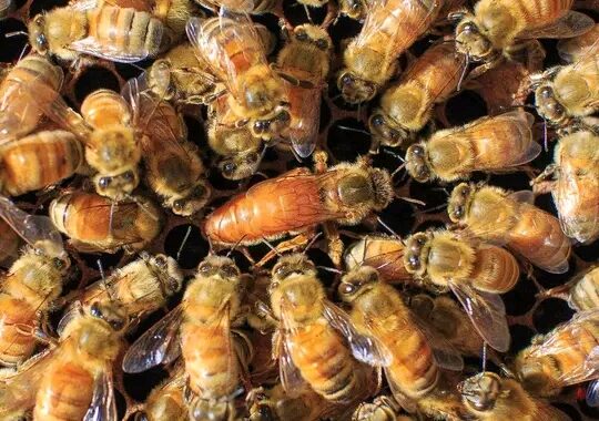 David Agbey Urges Public To Follow Safety Protocols During Bee Attacks