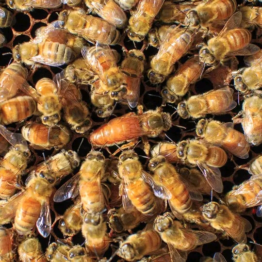 David Agbey Urges Public To Follow Safety Protocols During Bee Attacks