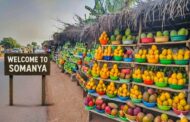 UESD Researchers Say Climate-Smart Mango Farming Is A Smart Economic Bet For Ghana