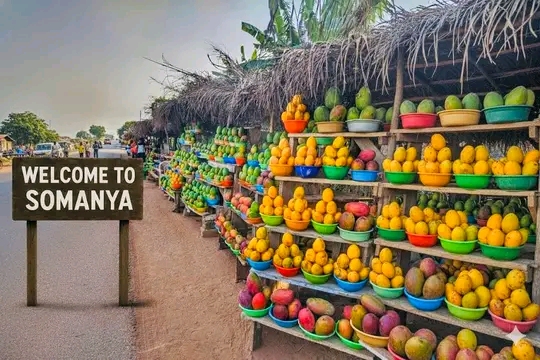UESD Researchers Say Climate-Smart Mango Farming Is A Smart Economic Bet For Ghana
