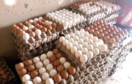 Government Explores Egg Powder Production To Tackle Glut