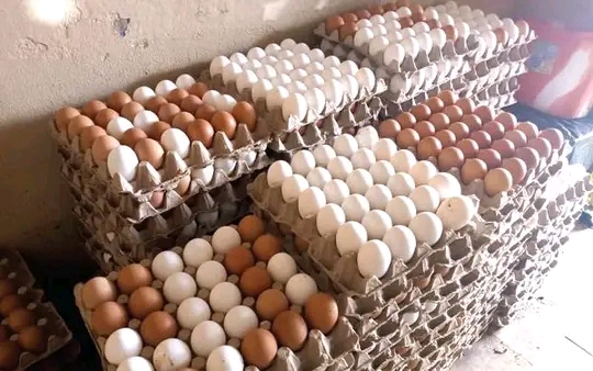 Government Explores Egg Powder Production To Tackle Glut