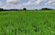 Concerned Farmers Association President Raises Alarm Over Rice Losses