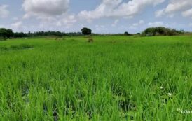 Concerned Farmers Association President Raises Alarm Over Rice Losses