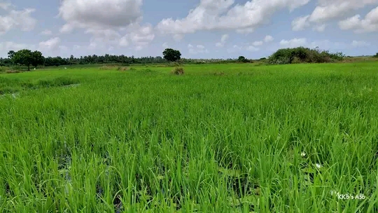 Concerned Farmers Association President Raises Alarm Over Rice Losses