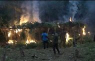 DLEU Set Ablaze Six Acres Of Cannabis Farm In Yilo Krobo
