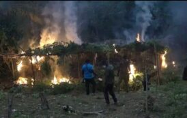 DLEU Set Ablaze Six Acres Of Cannabis Farm In Yilo Krobo