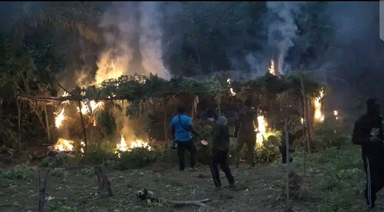DLEU Set Ablaze Six Acres Of Cannabis Farm In Yilo Krobo