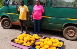 Bole District Police Intercept 73 Parcels Of Suspected Cannabis; Two Arrested As Officers Reject Alleged GH¢30,000 Bribe