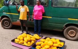 Bole District Police Intercept 73 Parcels Of Suspected Cannabis; Two Arrested As Officers Reject Alleged GH¢30,000 Bribe