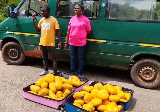 Bole District Police Intercept 73 Parcels Of Suspected Cannabis; Two Arrested As Officers Reject Alleged GH¢30,000 Bribe