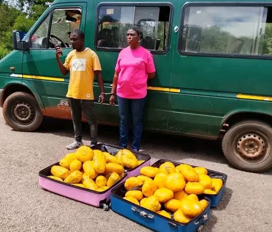 Bole District Police Intercept 73 Parcels Of Suspected Cannabis; Two Arrested As Officers Reject Alleged GH¢30,000 Bribe