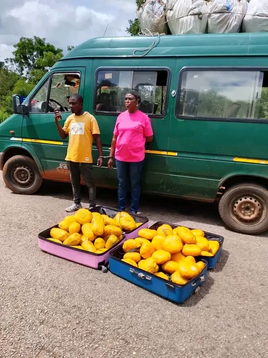 Bole District Police Intercept 73 Parcels Of Suspected Cannabis; Two Arrested As Officers Reject Alleged GH¢30,000 Bribe