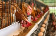 Ghana’s Poultry Self-Sufficiency Stagnant At 12% - Agri-Impact CEO