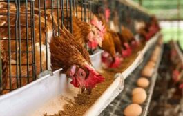 Ghana’s Poultry Self-Sufficiency Stagnant At 12% - Agri-Impact CEO