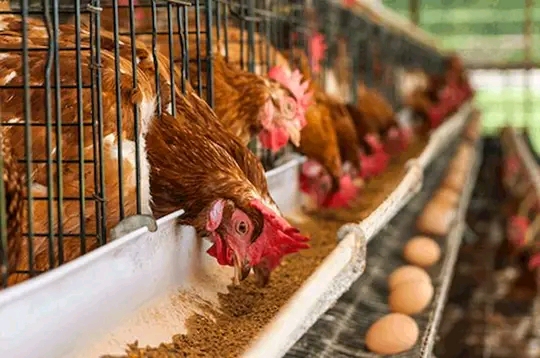 Ghana’s Poultry Self-Sufficiency Stagnant At 12% - Agri-Impact CEO