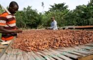 Next NPP Government Will Not Cut Cocoa producer price - Isaac Yaw Opoku