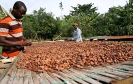 Next NPP Government Will Not Cut Cocoa producer price - Isaac Yaw Opoku