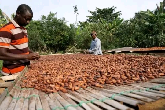 Next NPP Government Will Not Cut Cocoa producer price - Isaac Yaw Opoku