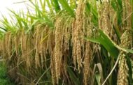 Ghana To Cut $500m Rice Important Bill With $18.8m REWARD Project