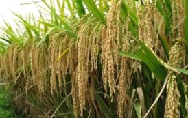 Ghana To Cut $500m Rice Important Bill With $18.8m REWARD Project